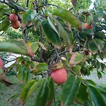 Flora Mondello
