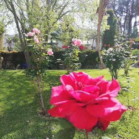 Oda ve Kahvaltı Flora *