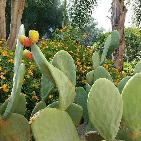 Flora Alojamento de Acomodação e Pequeno-almoço Mondello